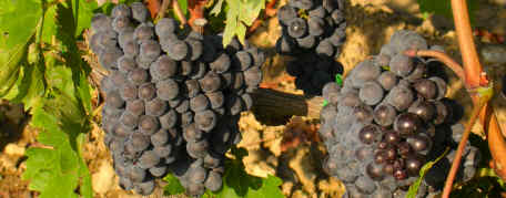 Grappolo di Uva Sangiovese ad acino grosso per il Brunello di Montalcino