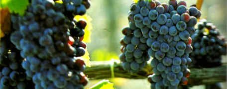 Sant'Antimo di Montalcino, grappoli di sangiovese grosso